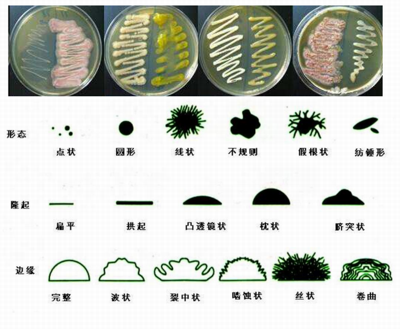 微生物培養(yǎng)